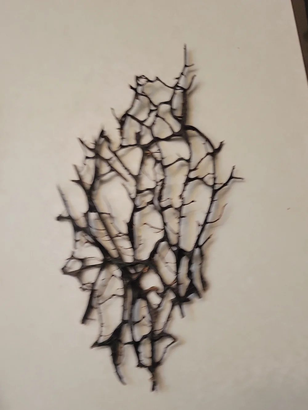 Natural black sea fan small